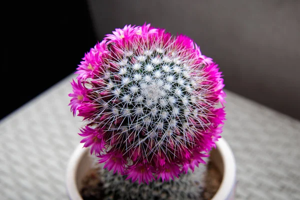 ดอกไม วงของ Cactus Mammillaria — ภาพถ่ายสต็อก