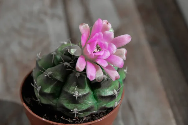 Pinkfarbene Gymnocalcium Blume Einem Braunen Plastiktopf Auf Einem Hölzernen Hintergrund — Stockfoto