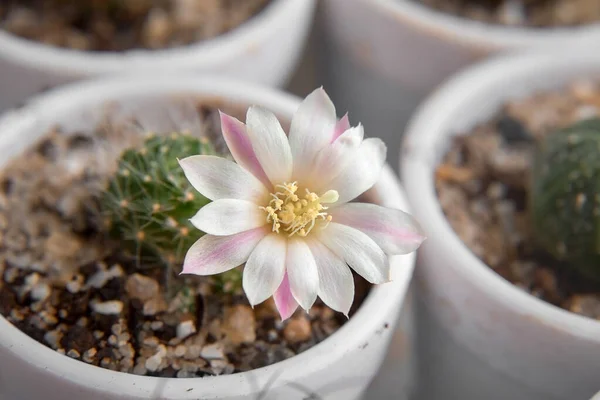 Rózsaszín Fehér Virág Egy Sárga Középső Kaktusz Rebutia Albiflora Egy — Stock Fotó