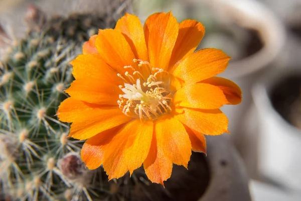 Rebutia flavistyla cactus with orange flower in a white pot