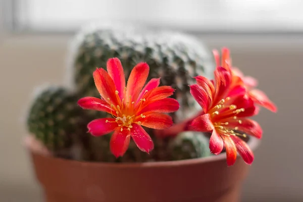 Rebutia Minuscula Cactus ในหม าตาลบน Windowsill บานสะพร ดอกไม แดง — ภาพถ่ายสต็อก