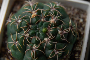 Büyüyen Bud 'ın ortasında bir kaktüsün makro fotoğrafçılığı. Kırmızı renkli kaktüsün dikenleri.