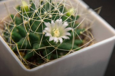 Mammillaria kaktüsü. Siyah arka planda plastik bir tencerede beyaz bir çiçek.