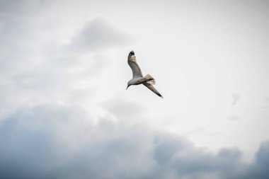 Mart 'ta martı parkın arka planında. Yakın plan.