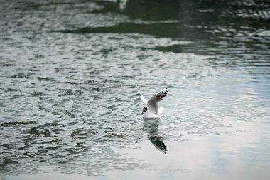 Mart 'ta martı parkın arka planında. Yakın plan.