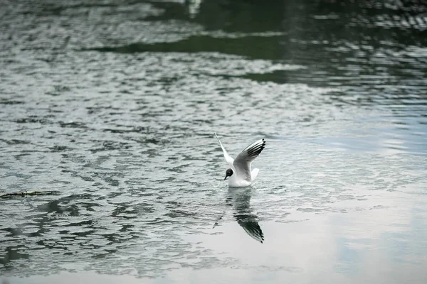 Mart 'ta martı parkın arka planında. Yakın plan.