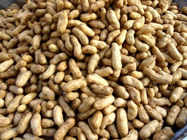 Haşlanmış fıstık demet