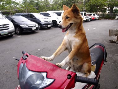 Bir motosiklet üzerinde bir köpek