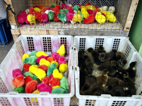 Dye colored chicks — Stock Photo, Image
