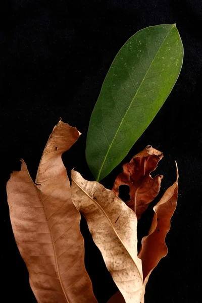 건조 하 고 죽은 가운데 신선한 잎 나뭇잎 — 스톡 사진