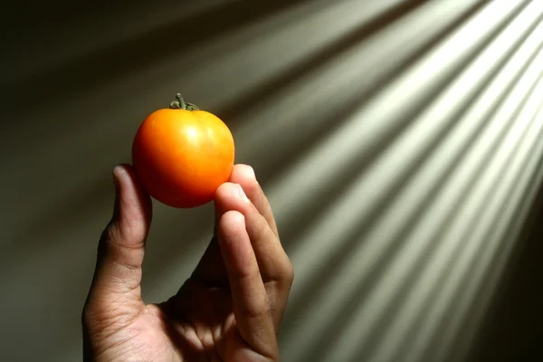 Main tenant une tomate — Photo