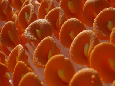 Renkli çiçek royal Icing pasta Dekorasyonu