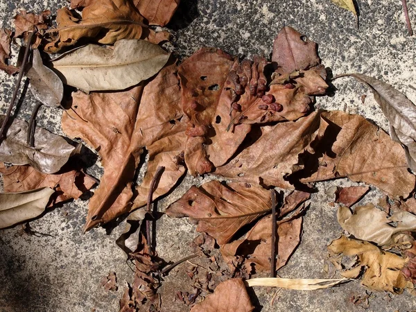 Dried, fallen leaves on a pavement — Stock Photo, Image