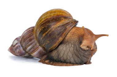 Büyük kahverengi salyangoz uzaklaşır ve beyaz arka planda izole edilmiş kameraya bakar.. 