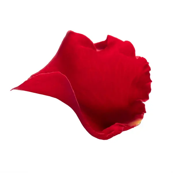 Ein rotes Rosenblatt auf weißem Hintergrund isoliert. — Stockfoto
