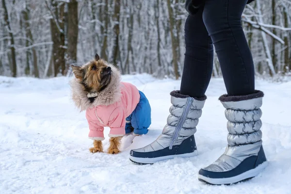 Chien mignon terrier race sur la promenade dans le parc d'hiver près des jambes du propriétaire — Photo