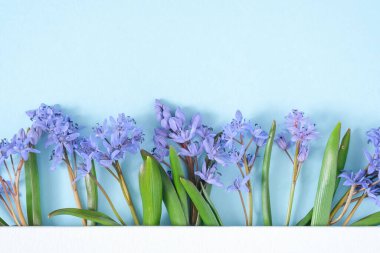 Mavi pastel arka planda kopya alanı olan şenlikli çiçek kompozisyonu