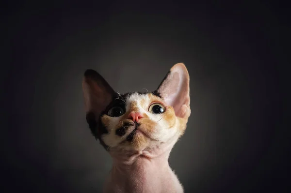 暗い背景にデヴォン・レックス猫の肖像 — ストック写真
