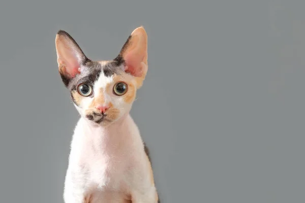灰色の背景にデヴォン・レックスの猫の肖像 — ストック写真