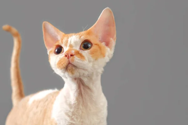 灰色の背景にデヴォン・レックスの猫の肖像 — ストック写真