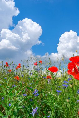 Gelincikler ve çiçek ve çayırdaki diğer yabani çiçekler 