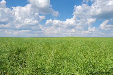 Bulutlu mavi bir arka planda yeşil, olgunlaşmamış tecavüz yağlı tohumu.