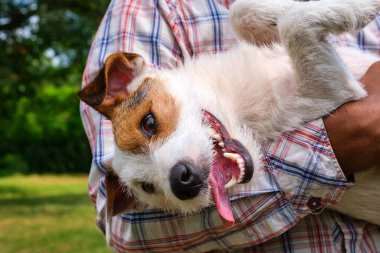 Yazın açık havada kollarında komik bir Jack Russell teriyeri tutan Afro-Amerikan bir adamın yakın çekimi. Yavru köpek neşeyle gülümser ve dilini gösterir. Hayvan bakımı