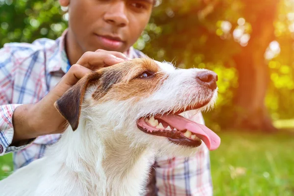 Czysty Jack Russell Dog Spacerze Parku Lecie Afroamerykanin Gra Jego — Zdjęcie stockowe