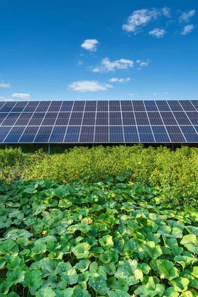 Row of solar panels on a solar farm under a blue sky in a backyard vegetable garden. Solar power plant, an ecological alternative source of electricity, vertical orientation