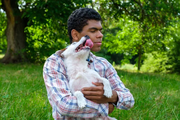 Jack Russell Terrier siedzi w ramionach młodego człowieka i zabawny próbuje go polizać — Zdjęcie stockowe