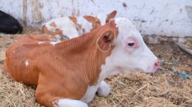 Dana çiftlikte samanlıkta yatıyor.