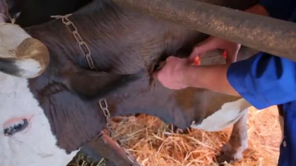 Jordbrukares hand som ger injektion till ko i stallet på gården — Stockvideo