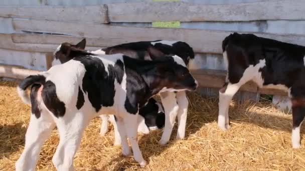 Les veaux se tiennent dans une grange avec de la paille à une foire aux bovins — Video