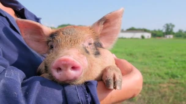 Porcinet repose sereinement entre les mains d'une agricultrice dans une ferme d'élevage — Video