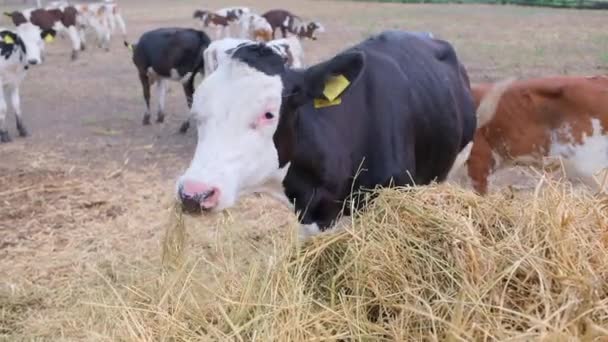 Zwart-wit kalf dat gras of hooi eet uit een hooiberg — Stockvideo