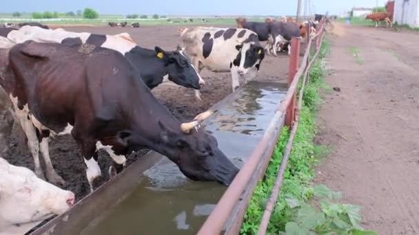 Vacas bebendo água na fazenda de laticínios de cocho de ferro. — Vídeo de Stock