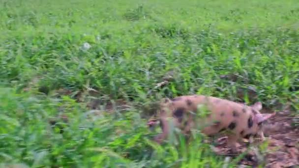Свиня біжить через пасовище серед трави. — стокове відео