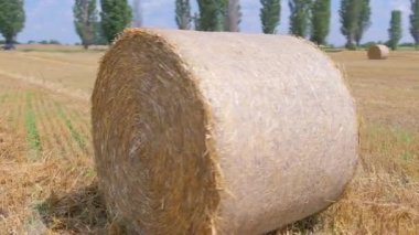 Sakallı alanda büyük saman rulosu etrafında kamera hareketi