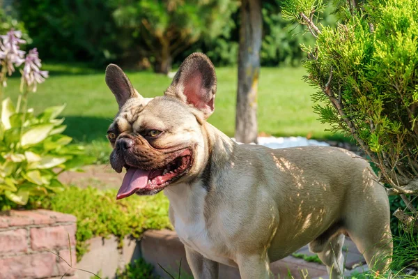 Buldogue francês olhando sério enquanto estava fora no parque — Fotografia de Stock