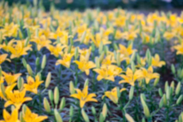 sarı lilly bulanıklık