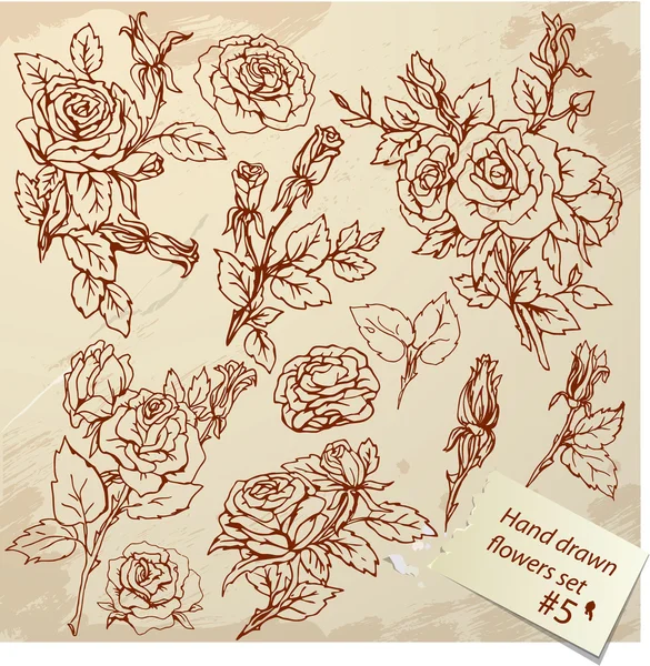 Reeks van Vintage realistische grafische bloemen - roses - hand getrokken im — Stockvector