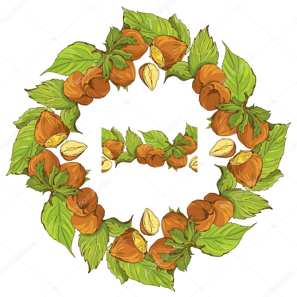 Circle ornament with highly detailed hand drawn hazelnuts isolat