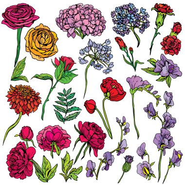 Set of Realistic graphic flowers - hand drawn images isolated on