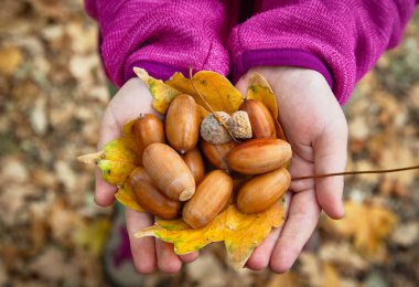 Çocuk bir sürü olgun meşe palamudunu elinde tutuyor. Yaratıcılık için malzeme. Sonbahar meşe ormanında yürü. Çocukla birlikte parkta yürü. Palamut. Sonbahar havası