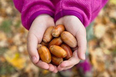 Çocuk bir sürü olgun meşe palamudunu elinde tutuyor. Yaratıcılık için malzeme. Sonbahar meşe ormanında yürü. Çocukla birlikte parkta yürü. Palamut. Sonbahar havası