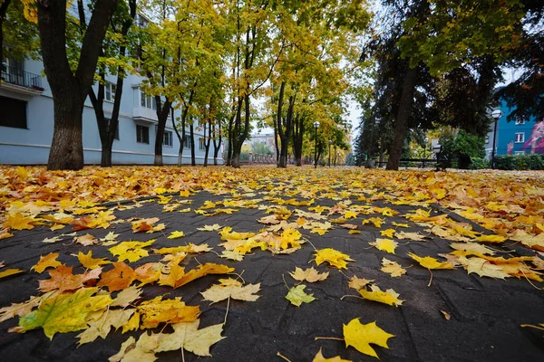 Gelbe Ahornblätter Auf Der Straße Herbststadt — Stockfoto