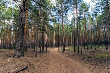 Çam ormanında bir patika. Bahar, güneşli gün.