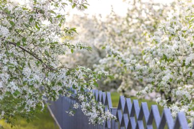 Bahar. Mayısta, güneşli bir günde çitin arkasında çiçek açan elma ağaçları..