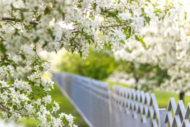 Bahar. Mayısta, güneşli bir günde çitin arkasında çiçek açan elma ağaçları..