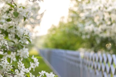 Bahar. Mayısta, güneşli bir günde çitin arkasında çiçek açan elma ağaçları..